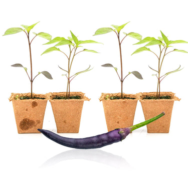 Purple Cayenne Pepper Plants - The Pepper Pantry (Formerly Marie Sharp's)